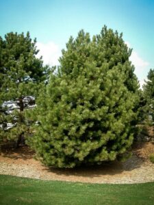 Сосна Чёрная (Pinus Nigra) купить по цене от 270.00р. в интернет-магазине «Посадика» с доставкой почтой в в Могочае и по всей России – [изображение №1].