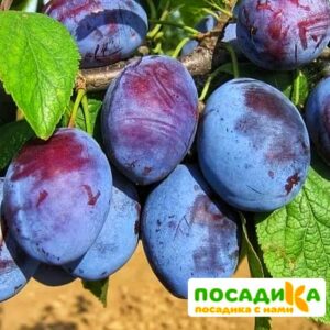 Слива Чачакская ранняя купить по цене от 229.00р. в интернет-магазине «Посадика» с доставкой почтой в в Могочае и по всей России – [изображение №1].