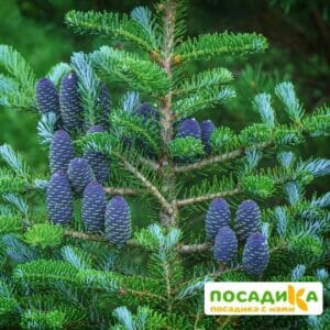 Пихта корейская (Abies koreana) купить по цене от 450.00р. в интернет-магазине «Посадика» с доставкой почтой в в Могочае и по всей России – [изображение №1].