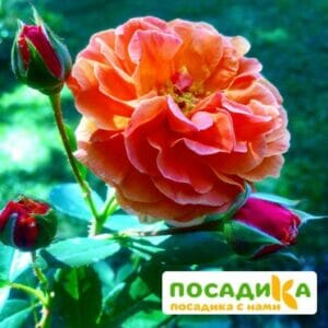 Роза Арабия купить по цене от 350.00р. в интернет-магазине «Посадика» с доставкой почтой в в Могочае и по всей России – [изображение №1].