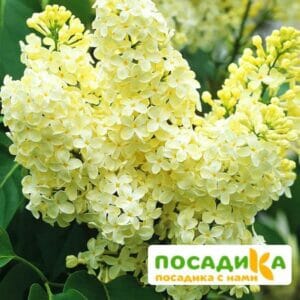 Сирень Примроуз (Primrose) купить по цене от 529.00р. в интернет-магазине «Посадика» с доставкой почтой в в Могочае и по всей России – [изображение №1].