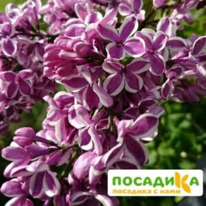 Сирень Сенсация купить по цене от 529.00р. в интернет-магазине «Посадика» с доставкой почтой в в Могочае и по всей России – [изображение №1].