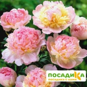 Пион Распберри Сандей (Paeonia Raspberry Sundae) купить по цене от 959р. в интернет-магазине «Посадика» с доставкой почтой в в Могочае и по всей России – [изображение №1].