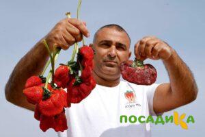 Клубника Гигант Джорнея купить по цене от 266р. в интернет-магазине «Посадика» с доставкой почтой в в Могочае и по всей России – [изображение №1].