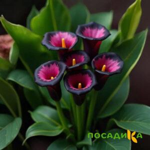 Калла Аура Лейс купить по цене от 400р. в интернет-магазине «Посадика» с доставкой почтой в в Могочае и по всей России – [изображение №1].
