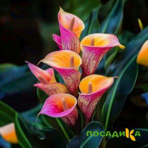 Калла Оникс купить по цене от 450р. в интернет-магазине «Посадика» с доставкой почтой в в Могочае и по всей России – [изображение №1].