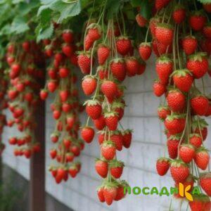 Клубника вьющаяся Комплимент купить по цене от 470р. в интернет-магазине «Посадика» с доставкой почтой в в Могочае и по всей России – [изображение №1].