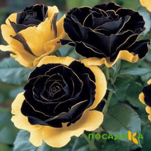 Роза Ханни Сикл купить по цене от 700р. в интернет-магазине «Посадика» с доставкой почтой в в Могочае и по всей России – [изображение №1].