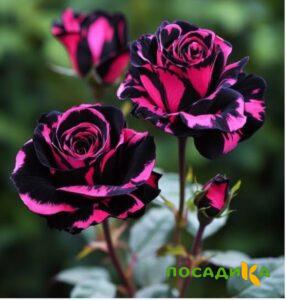 Роза Багровый Шепот купить по цене от 366р. в интернет-магазине «Посадика» с доставкой почтой в в Могочае и по всей России – [изображение №1].