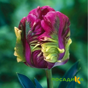 Тюльпан Экзотик Хэвен купить по цене от 186р. в интернет-магазине «Посадика» с доставкой почтой в в Могочае и по всей России – [изображение №1].