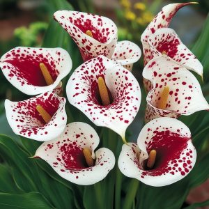 Калла Эмпайр купить по цене от 302р. в интернет-магазине «Посадика» с доставкой почтой в в Могочае и по всей России – [изображение №1].