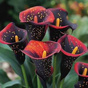 Калла Нуар купить по цене от 299р. в интернет-магазине «Посадика» с доставкой почтой в в Могочае и по всей России – [изображение №1].