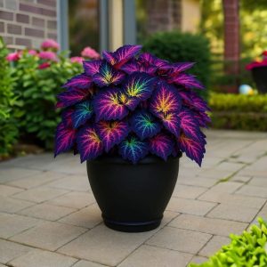 Хоста Фрости Блю купить по цене от 389р. в интернет-магазине «Посадика» с доставкой почтой в в Могочае и по всей России – [изображение №1].