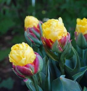 Тюльпан Айс Крим Банана купить по цене от 360р. в интернет-магазине «Посадика» с доставкой почтой в в Могочае и по всей России – [изображение №1].