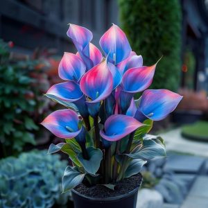 Калла Импрессия купить по цене от 590р. в интернет-магазине «Посадика» с доставкой почтой в в Могочае и по всей России – [изображение №1].