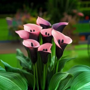 Калла Энигма купить по цене от 291р. в интернет-магазине «Посадика» с доставкой почтой в в Могочае и по всей России – [изображение №1].