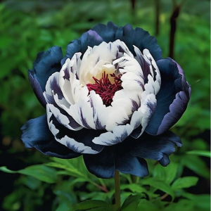 Пион Древовидный Инь-Янь купить по цене от 419р. в интернет-магазине «Посадика» с доставкой почтой в в Могочае и по всей России – [изображение №1].