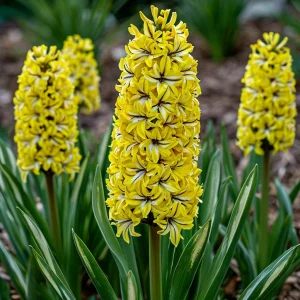 Гиацинт Сансет Голд купить по цене от 2099р. в интернет-магазине «Посадика» с доставкой почтой в в Могочае и по всей России – [изображение №1].