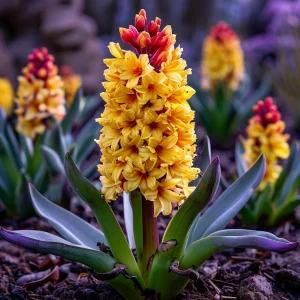 Гиацинт Миднайт Мистери купить по цене от 2099р. в интернет-магазине «Посадика» с доставкой почтой в в Могочае и по всей России – [изображение №1].