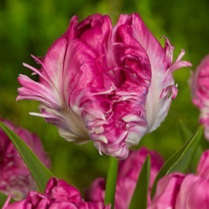 Тюльпан махровый Кул Кристал купить по цене от 400р. в интернет-магазине «Посадика» с доставкой почтой в в Могочае и по всей России – [изображение №1].